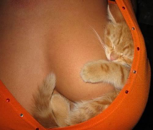 catonboob